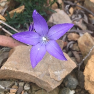 Wahlenbergia gloriosa at Cotter River, ACT - 16 Jan 2022