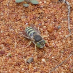 Bembix sp. (genus) (Unidentified Bembix sand wasp) at Acton, ACT - 22 Jan 2022 by SteveBorkowskis