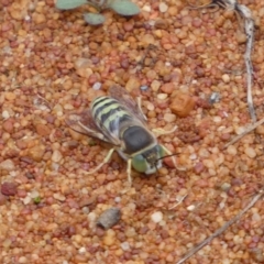 Bembix sp. (genus) (Unidentified Bembix sand wasp) at Acton, ACT - 22 Jan 2022 by Steve_Bok