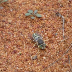 Bembix sp. (genus) at Acton, ACT - 22 Jan 2022