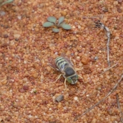 Bembix sp. (genus) at Acton, ACT - 22 Jan 2022