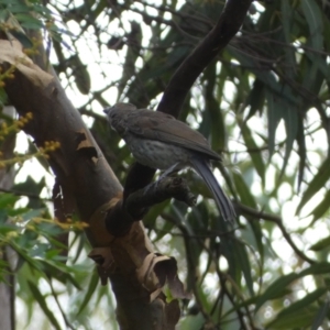 Colluricincla harmonica at Acton, ACT - 22 Jan 2022