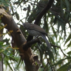 Colluricincla harmonica at Acton, ACT - 22 Jan 2022 01:41 PM