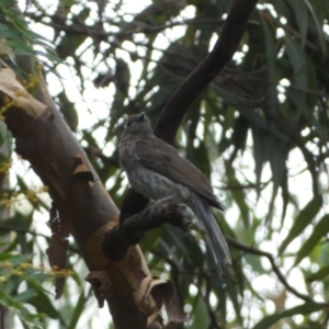 Colluricincla harmonica at Acton, ACT - 22 Jan 2022