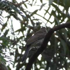 Colluricincla harmonica at Acton, ACT - 22 Jan 2022