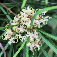 Lomatia myricoides (River Lomatia) at Yurammie State Forest - 5 Jan 2022 by KylieWaldon