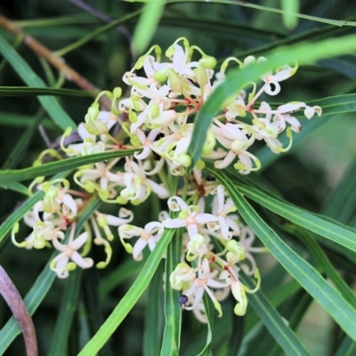 Lomatia myricoides (River Lomatia) at Lochiel, NSW - 5 Jan 2022 by KylieWaldon