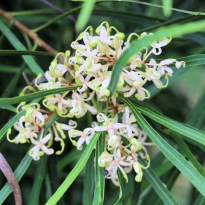Lomatia myricoides at Lochiel, NSW - 5 Jan 2022