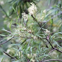 Lomatia myricoides at Lochiel, NSW - 5 Jan 2022