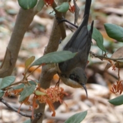 Acanthorhynchus tenuirostris (Eastern Spinebill) at Acton, ACT - 22 Jan 2022 by Steve_Bok