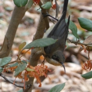 Acanthorhynchus tenuirostris at Acton, ACT - 22 Jan 2022