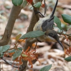 Acanthorhynchus tenuirostris at Acton, ACT - 22 Jan 2022