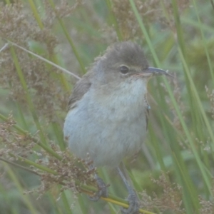 Acrocephalus australis at Googong, NSW - 22 Jan 2022