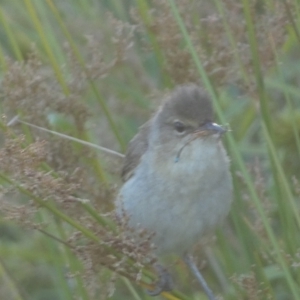 Acrocephalus australis at Googong, NSW - 22 Jan 2022