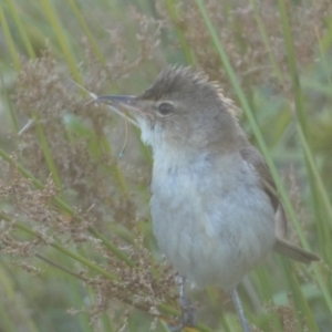 Acrocephalus australis at Googong, NSW - 22 Jan 2022