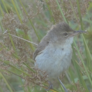 Acrocephalus australis at Googong, NSW - 22 Jan 2022