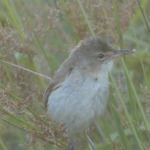 Acrocephalus australis at Googong, NSW - 22 Jan 2022