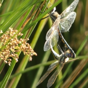 Hemicordulia tau at Googong, NSW - 22 Jan 2022