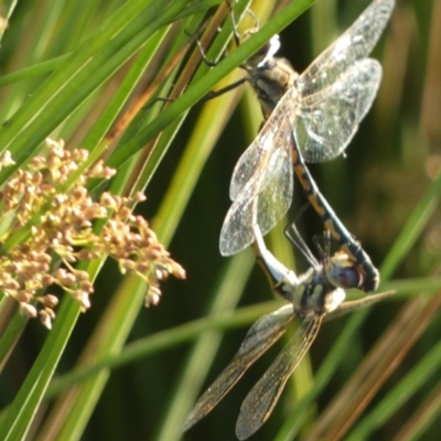 Hemicordulia tau (Tau Emerald) at QPRC LGA - 22 Jan 2022 by Steve_Bok