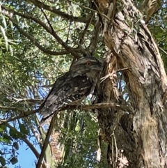 Podargus strigoides (Tawny Frogmouth) at Broulee Moruya Nature Observation Area - 22 Jan 2022 by PeterA