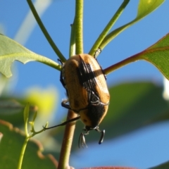 Chondropyga dorsalis (Cowboy beetle) at Googong, NSW - 22 Jan 2022 by Steve_Bok