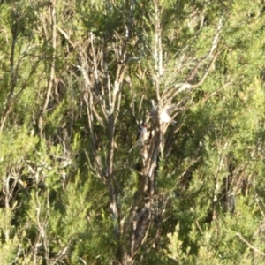 Carduelis carduelis at Googong, NSW - 22 Jan 2022