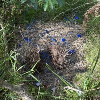 Ptilonorhynchus violaceus (Satin Bowerbird) at Broulee, NSW - 22 Jan 2022 by PeterA