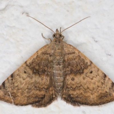 Chrysolarentia mecynata (Mecynata Carpet Moth) at Melba, ACT - 3 Nov 2021 by kasiaaus