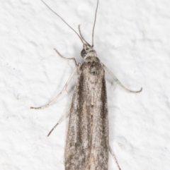 Oecophoridae (family) (Unidentified Oecophorid concealer moth) at Melba, ACT - 3 Nov 2021 by kasiaaus