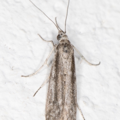 Oecophoridae (family) (Unidentified Oecophorid concealer moth) at Melba, ACT - 3 Nov 2021 by kasiaaus