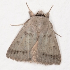 Pantydia sparsa (Noctuid Moth) at Melba, ACT - 3 Nov 2021 by kasiaaus