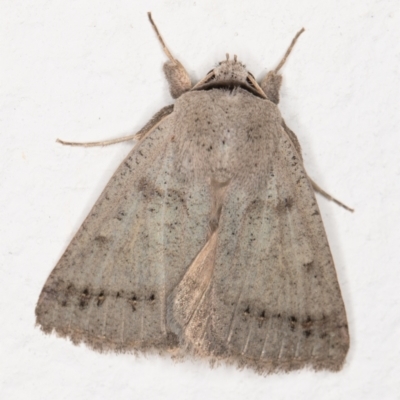 Pantydia sparsa (Noctuid Moth) at Melba, ACT - 3 Nov 2021 by kasiaaus