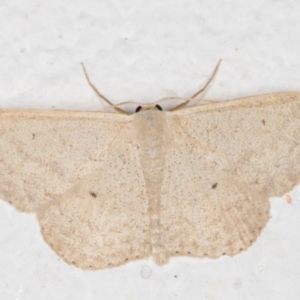 Scopula optivata at Melba, ACT - 3 Nov 2021