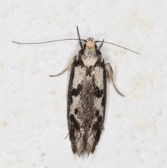 Eusemocosma pruinosa (Philobota Group Concealer Moth) at Melba, ACT - 4 Nov 2021 by kasiaaus