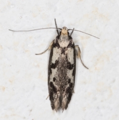 Eusemocosma pruinosa (Philobota Group Concealer Moth) at Melba, ACT - 3 Nov 2021 by kasiaaus