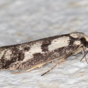 Eusemocosma pruinosa at Melba, ACT - 4 Nov 2021