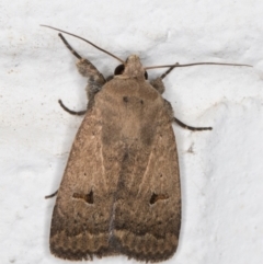 Proteuxoa hypochalchis (Black-bar Noctuid) at Melba, ACT - 4 Nov 2021 by kasiaaus