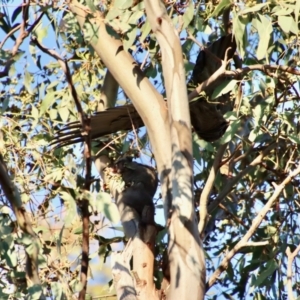 Callocephalon fimbriatum at Hughes, ACT - suppressed