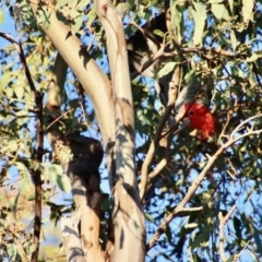 Callocephalon fimbriatum at Hughes, ACT - 22 Jan 2022