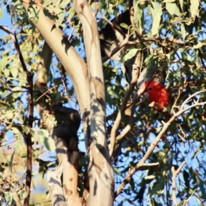 Callocephalon fimbriatum at Hughes, ACT - 22 Jan 2022