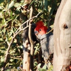 Callocephalon fimbriatum at Hughes, ACT - 22 Jan 2022