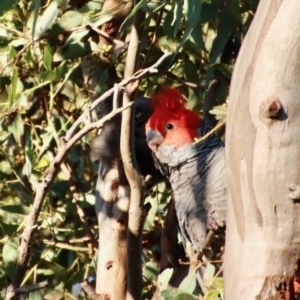 Callocephalon fimbriatum at Hughes, ACT - 22 Jan 2022