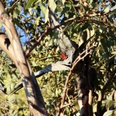 Callocephalon fimbriatum at Hughes, ACT - 22 Jan 2022