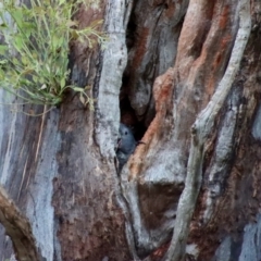 Callocephalon fimbriatum at Hughes, ACT - suppressed