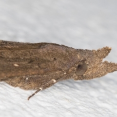 Rhapsa suscitatalis at Melba, ACT - 4 Nov 2021