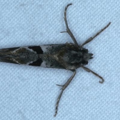 Unidentified Wood moth (Cossidae) at Lilli Pilli, NSW - 21 Jan 2022 by jb2602