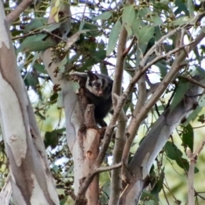 Petaurus notatus at Hughes, ACT - suppressed