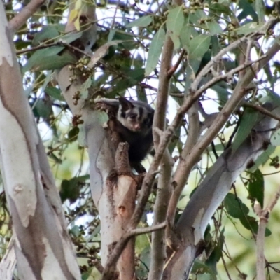 Petaurus notatus (Krefft’s Glider, Sugar Glider) at Red Hill to Yarralumla Creek - 22 Jan 2022 by LisaH