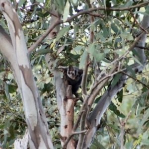 Petaurus notatus at Hughes, ACT - suppressed