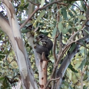 Petaurus notatus at Hughes, ACT - suppressed